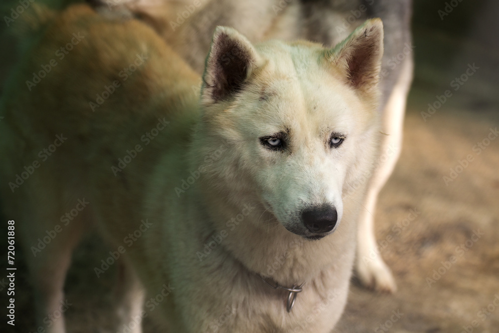 Siberian Husky dog Siberian Husky dog