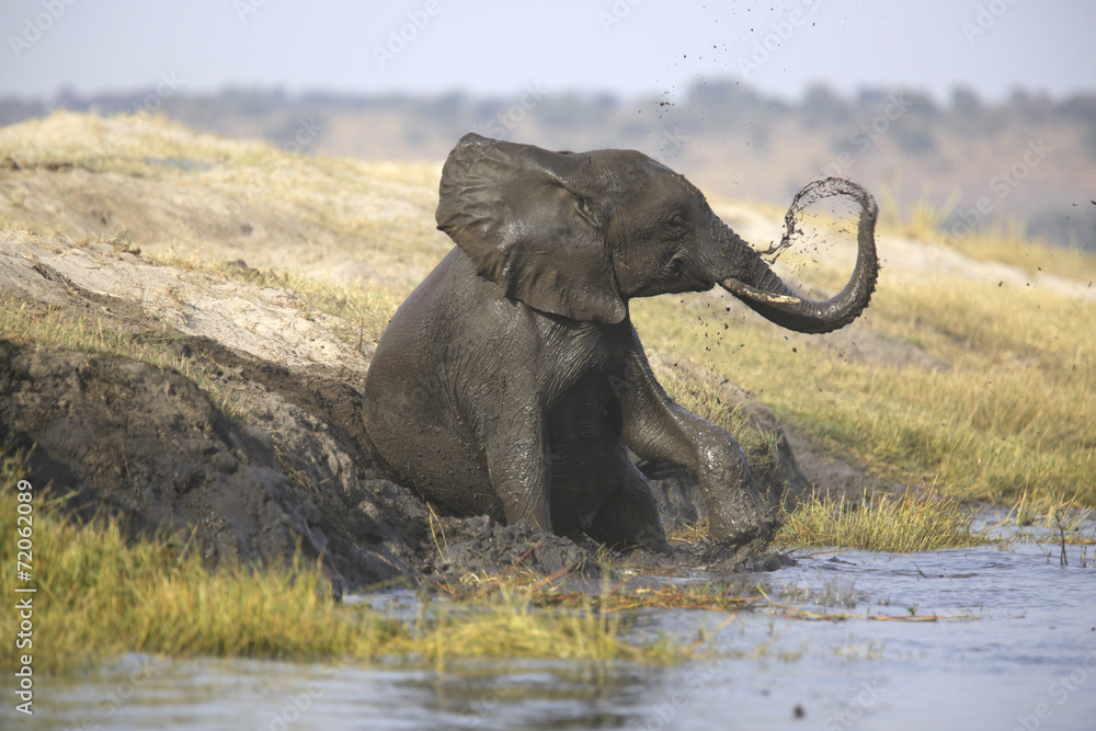 Fototapeta premium Wild african elephant bull mud-showering