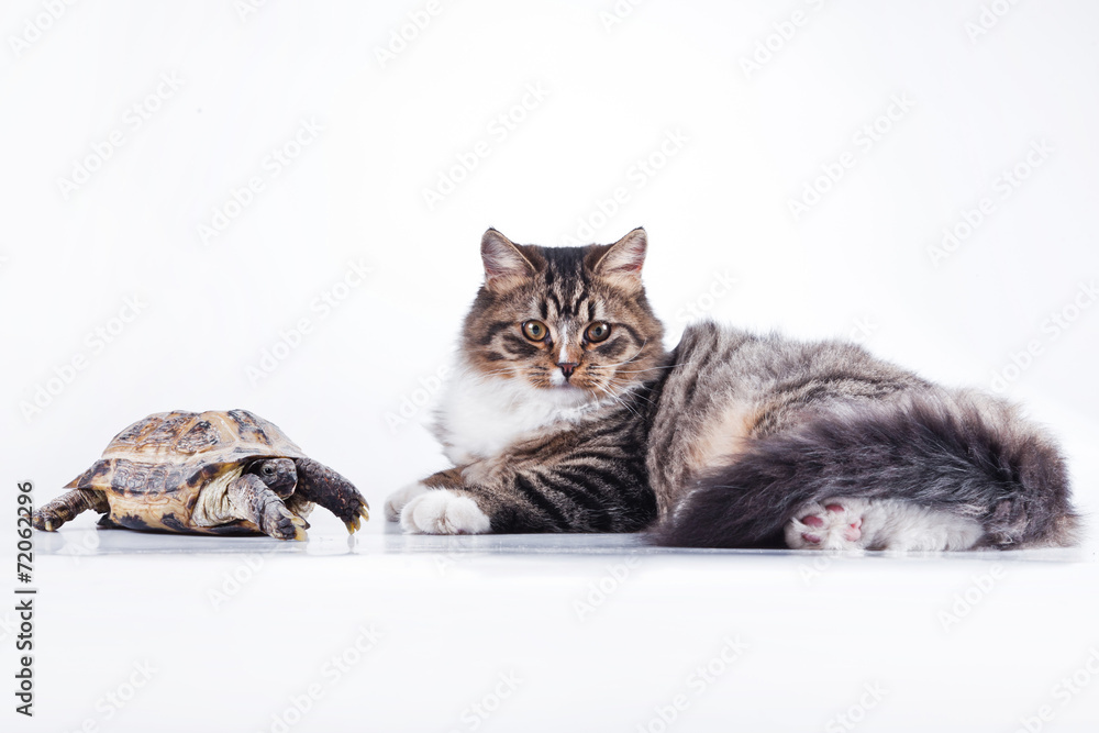 Naklejka premium tabby cat with a turtle on a white background
