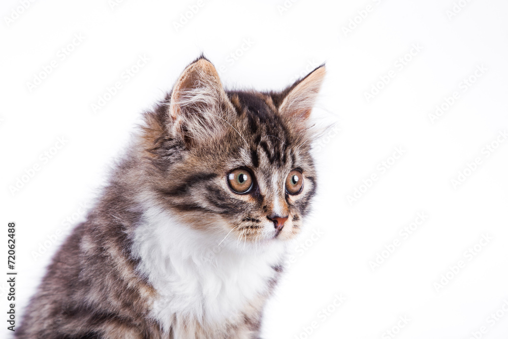 tabby cat on a white background tabby cat on a white background