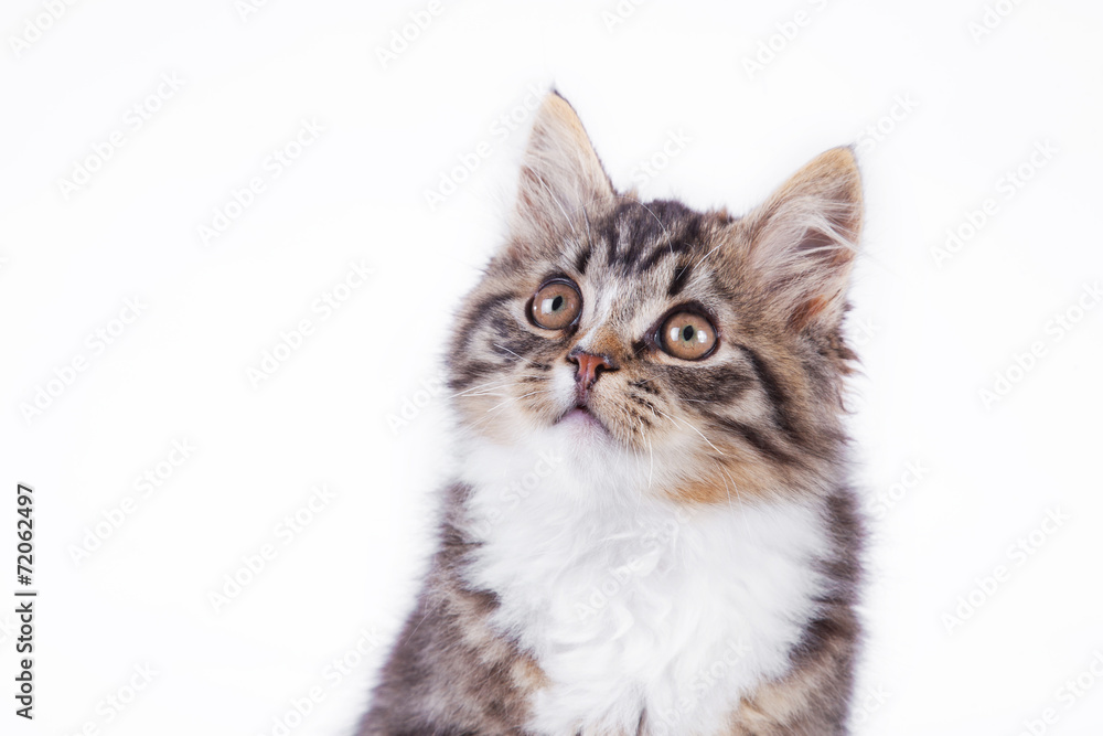 tabby cat on a white background tabby cat on a white background