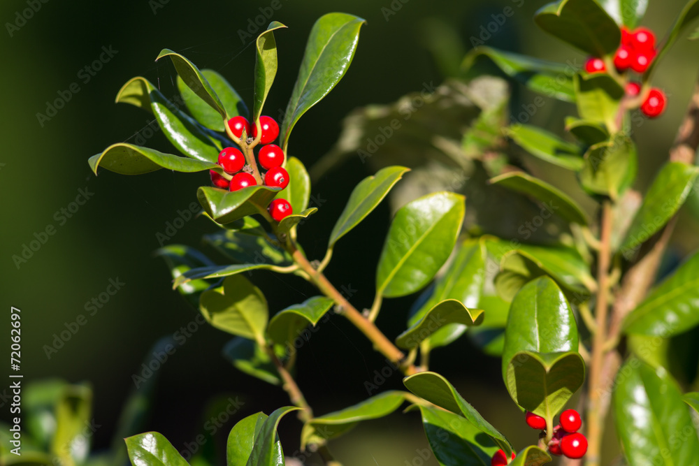 Obraz premium Vogelbeeren