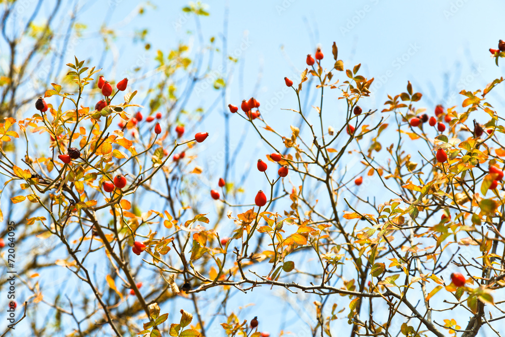 berry of brier and blue sky in autumn berry of brier and blue sky in autumn