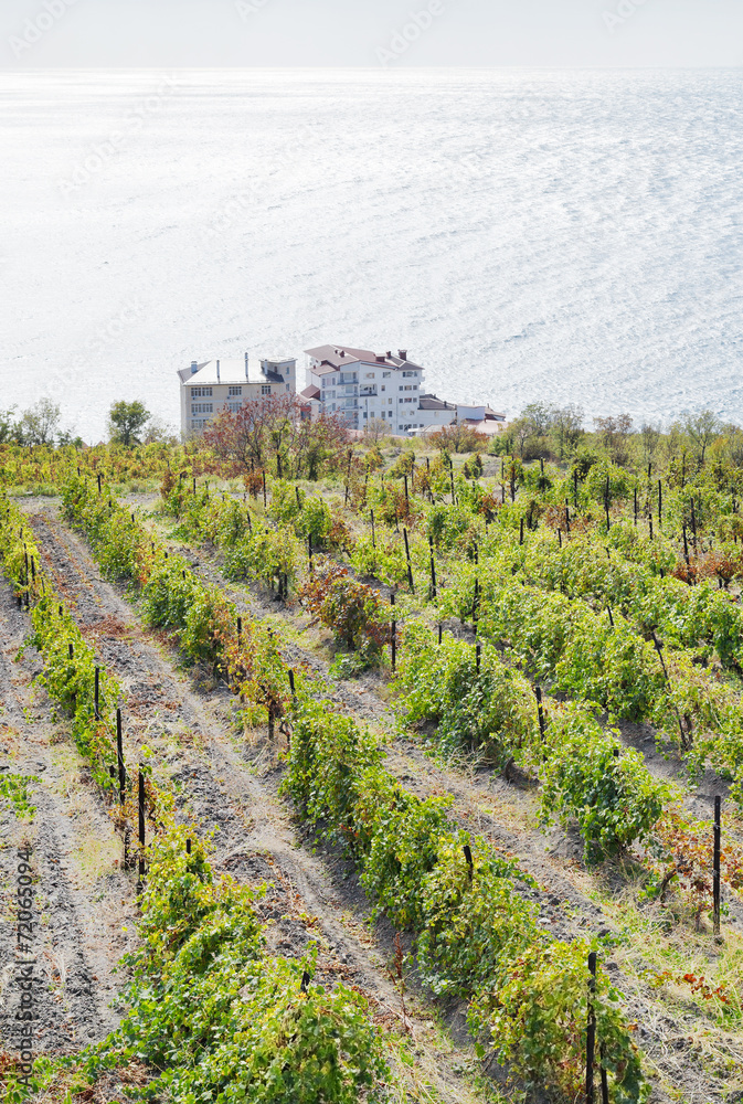 vineyard in Massandra region and Black Sea