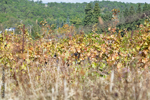 autumn vineyard in Massandra region photo