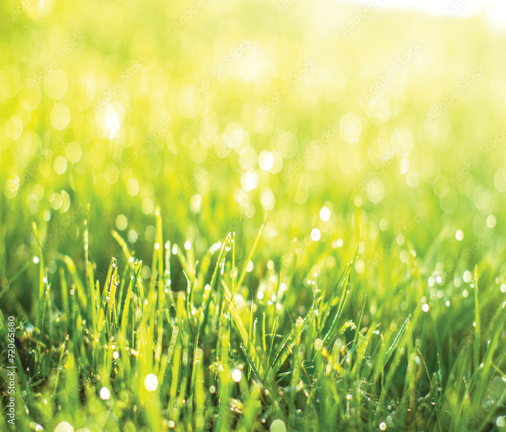 Green grass sunrise Green grass sunrise