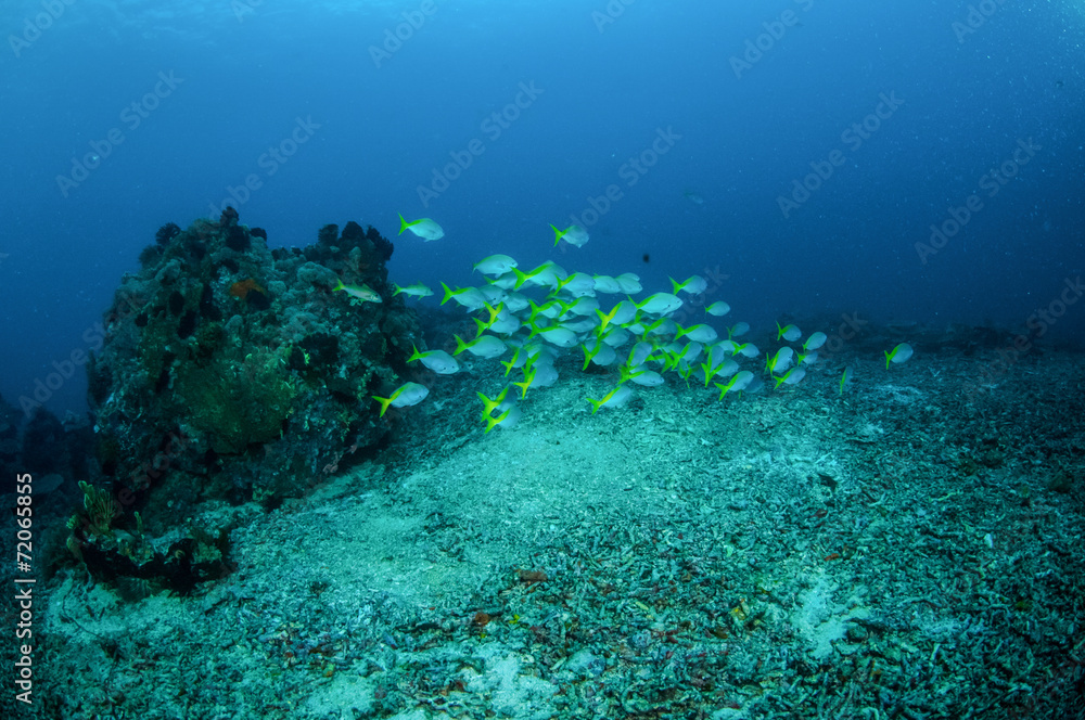 Schooling fusilier in Gili Lombok Nusa Tenggara Barat underwater