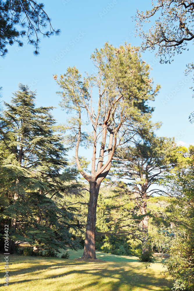 sequoia tree in autumn day
