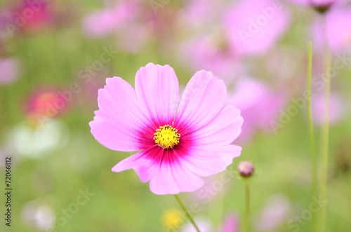 the white pink flower in the garden
