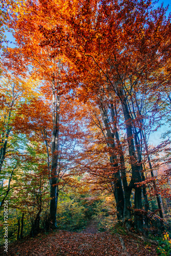  autumn alley