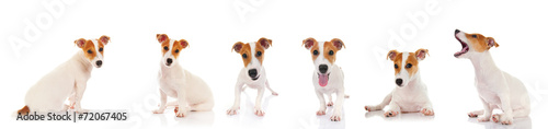Photo Jack russell terrier