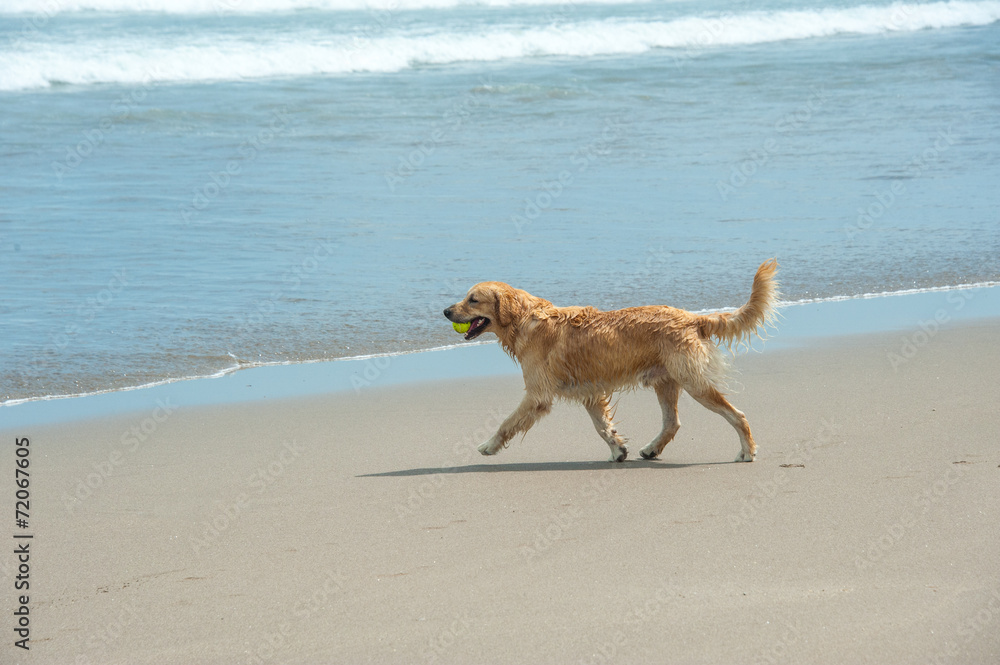 Labrador Retriever playing at the beach