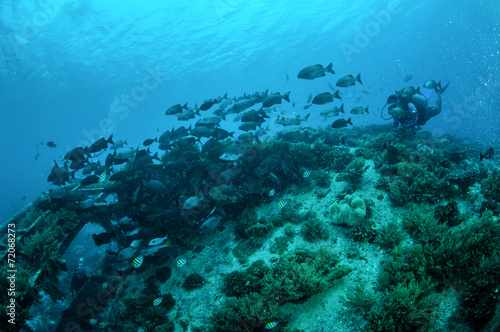 Group chubs fishes Gili Lombok Nusa Tenggara Barat underwate