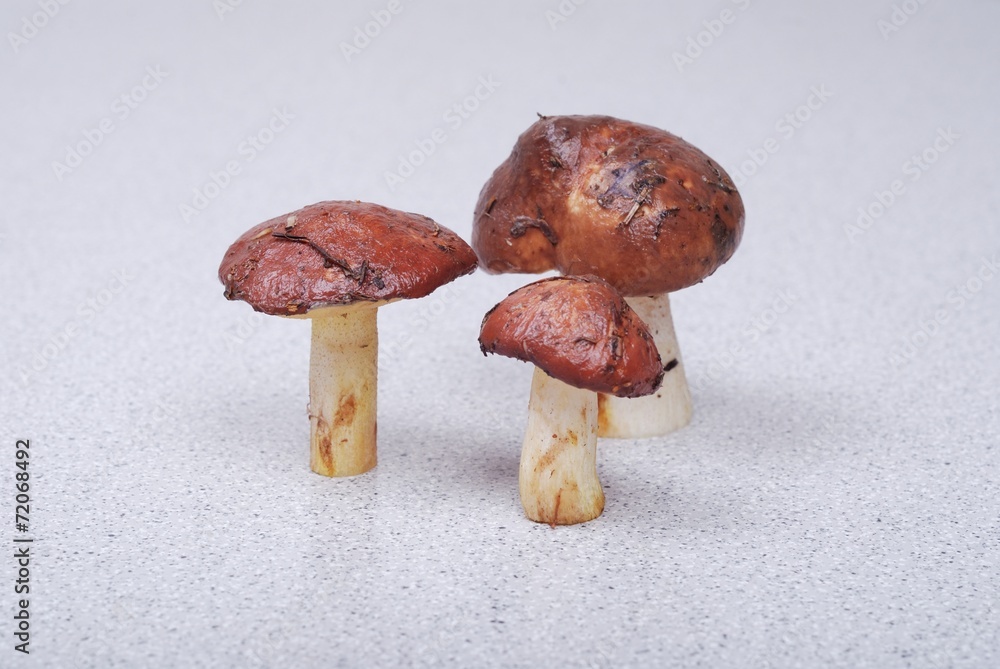 Fresh bolete mushrooms background
