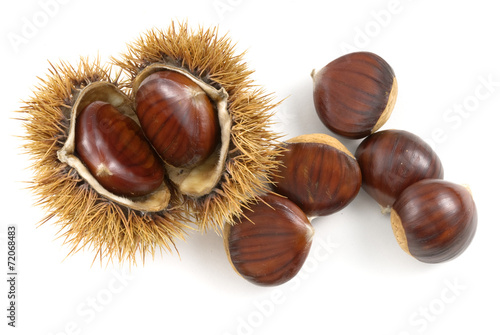 wild chestnuts isolated