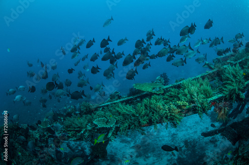 Group chubs fishes,Gili Lombok Nusa Tenggara Barat underwate photo