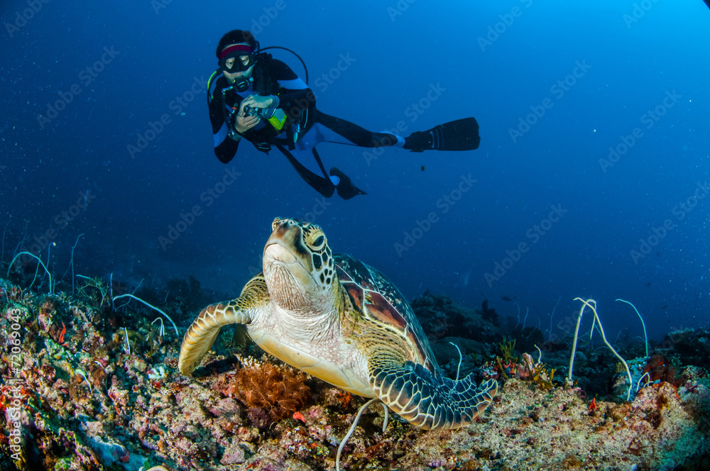 Fototapeta premium Diver, green Turtle, Gili Lombok Nusa Tenggara Barat underwater