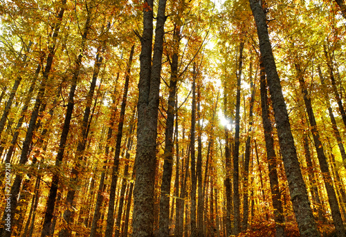 autumn deep forest