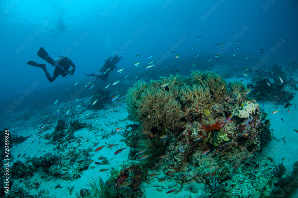 Diver, coral fish in Gili Lombok Nusa Tenggara Barat underwater