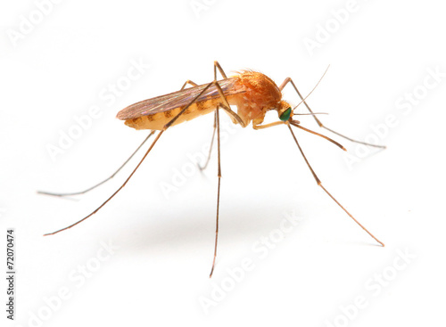 Anopheles mosquito, dangerous vehicle of infection. © Kletr