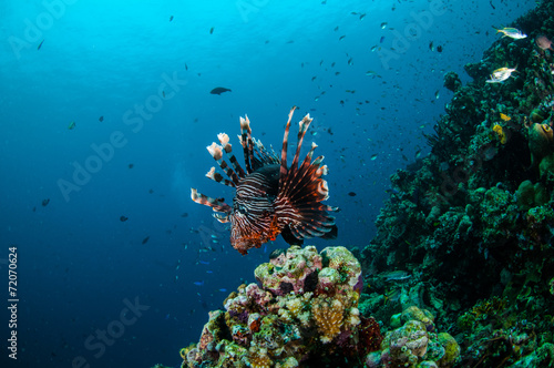 Lionfish swim in Gili Lombok Nusa Tenggara Barat underwater