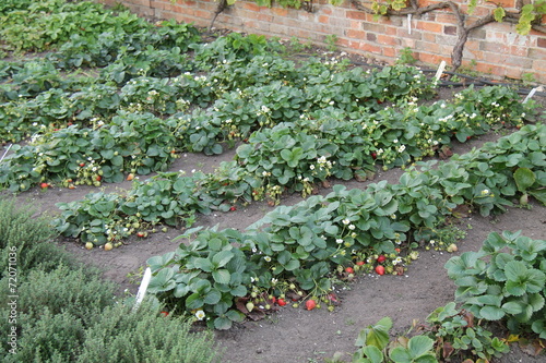 Rows of Strawberry Plants in a Walled Garden.