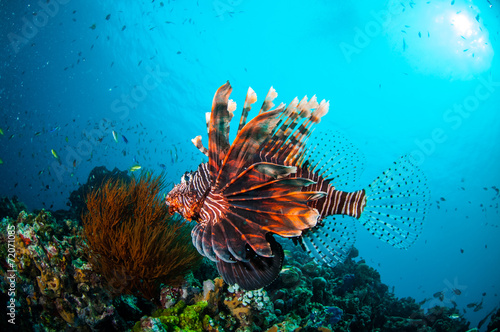 Lionfish swim in Gili Lombok Nusa Tenggara Barat underwater photo