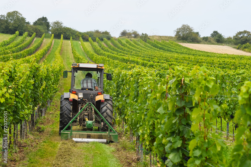 Obraz premium Weinbauer arbeitet mit Traktor im Weingarten
