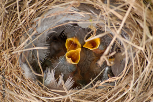 Little young birds (less than a day old) in a bird nest