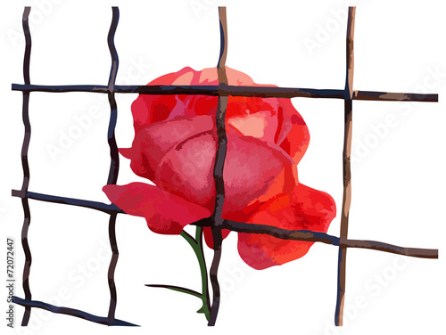 red rose behind bars