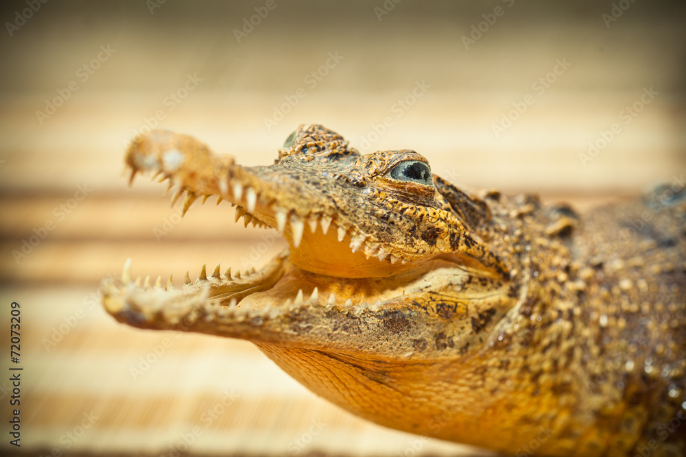 Fototapeta premium Crocodile with open mouth and sharp teeth closeup