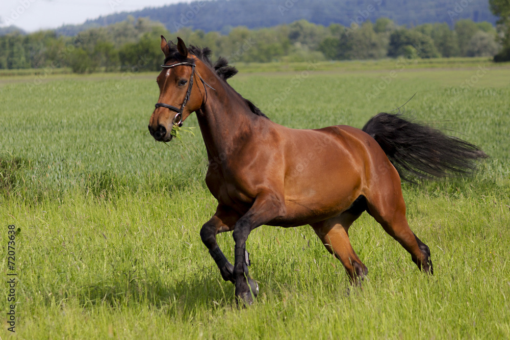 Fototapeta premium Mila