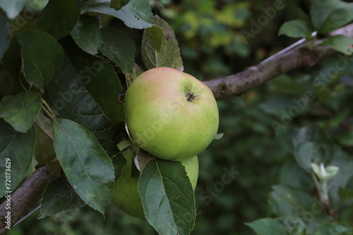 Pommes photo