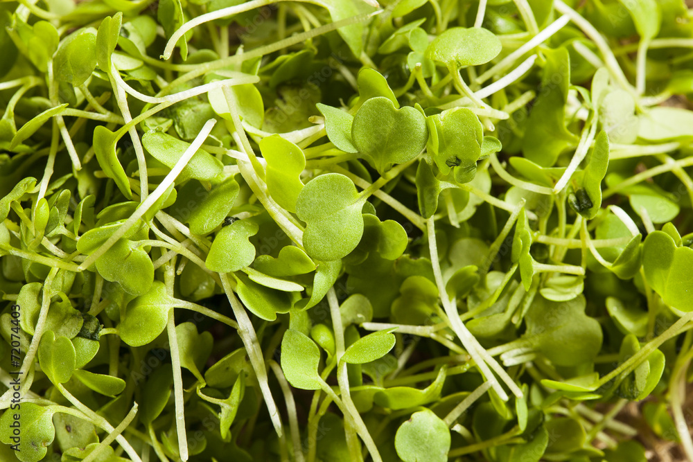 Obraz premium Raw Green Arugula Microgreens
