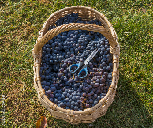 Grapes in the basket