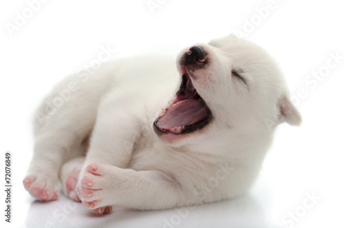 Cute white puppy yawning on white background