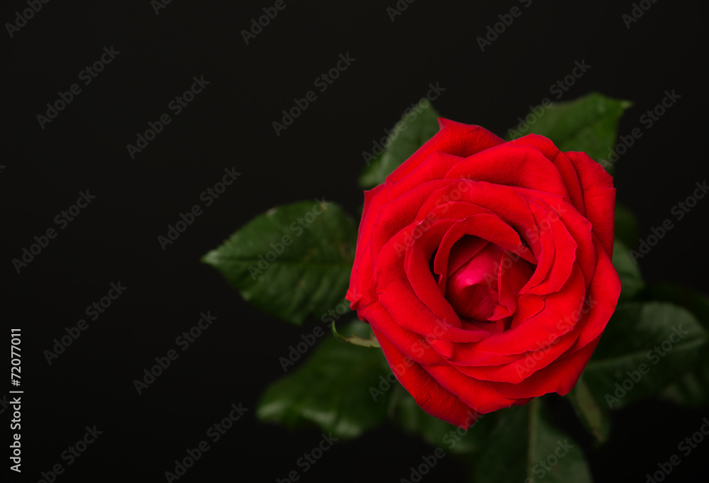 one red rose on black background