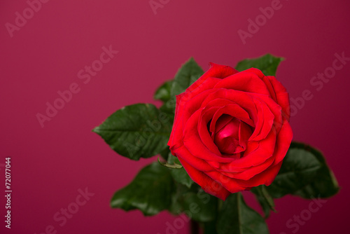 one red rose on magenta background