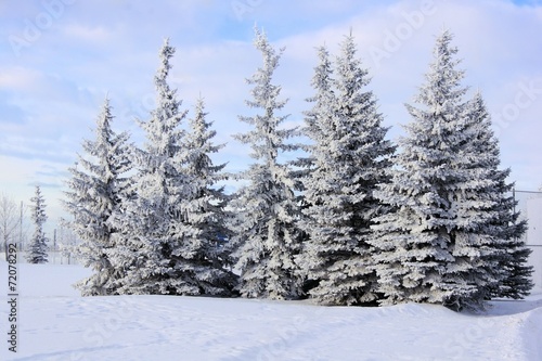Winter view of a group of frost and snow covered spruce trees