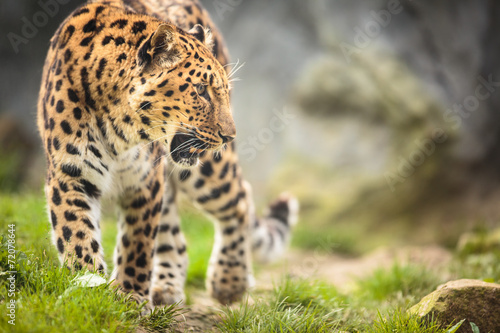 Amur Leopard (Panthera pardus orientalis) photo