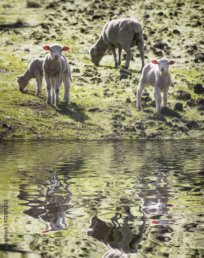 Fototapeta premium sheep grazing along the river