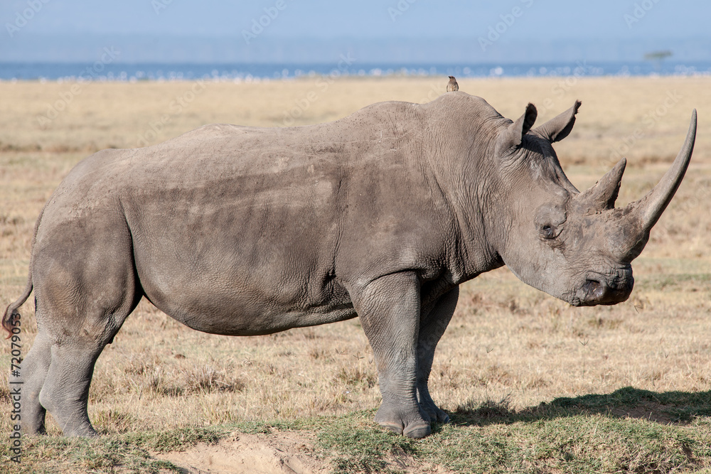 Fototapeta premium rhino