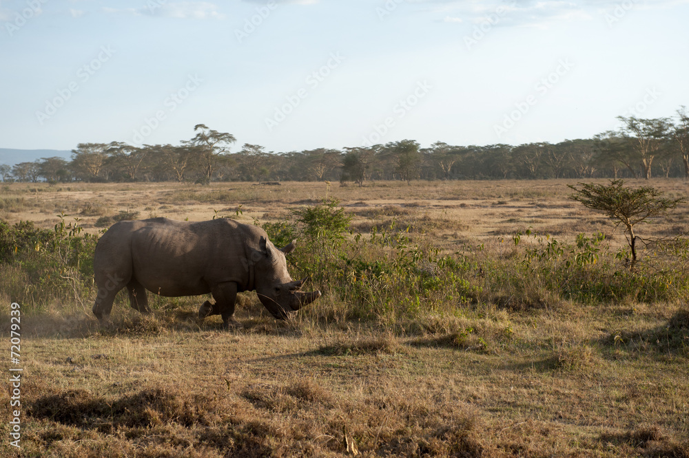 rhino rhino