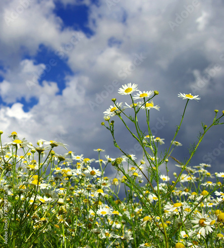 camomiles on  sky photo