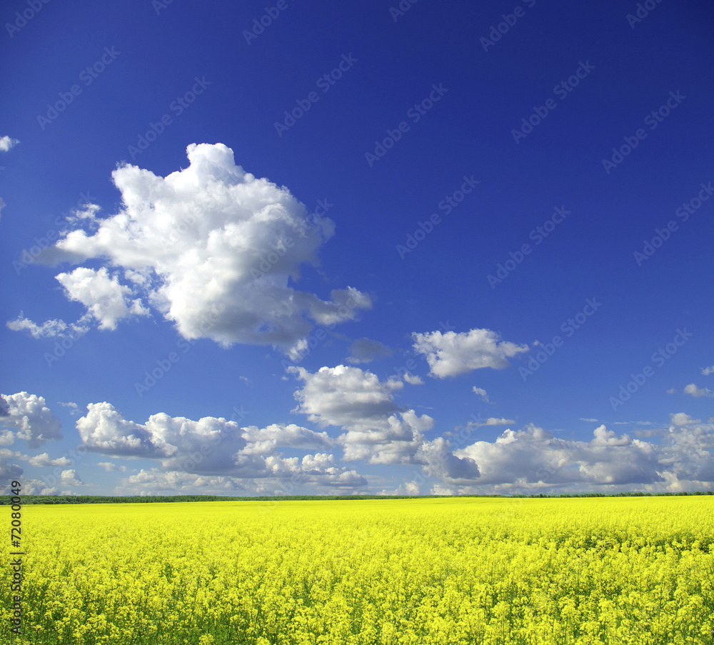 rape field rape field