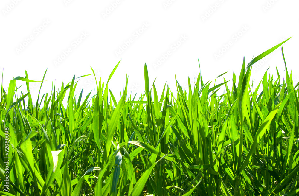 grass on white grass on white