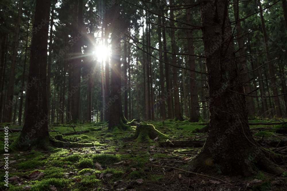 Obraz premium german coniferous forest