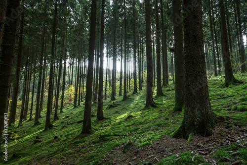 german coniferous forest © Tobias Arhelger