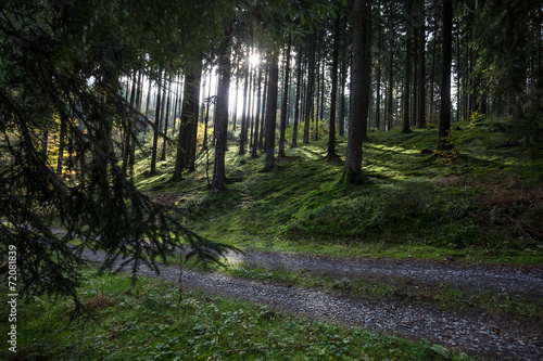 Fototapeta Naklejka Na Ścianę i Meble -  german forest path