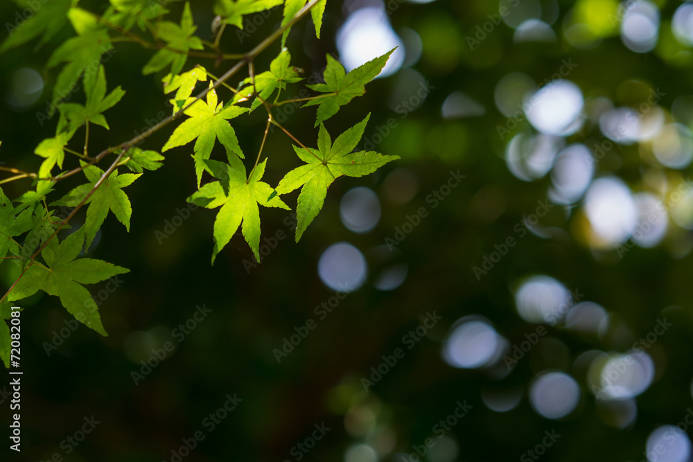 Obraz premium 緑のモミジ